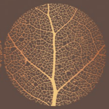 adrienne elder lymphatic & therapeutic massage